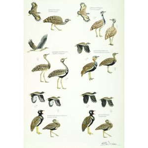 African Bustards, Plate no.2 (print)