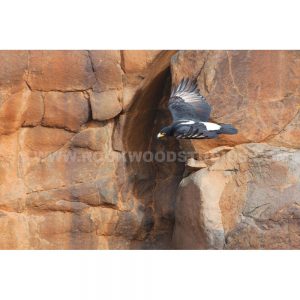 PhD thesis on Verreaux's Eagle