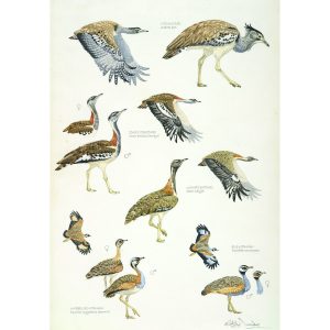 African Bustards, Plate no.1 (print)