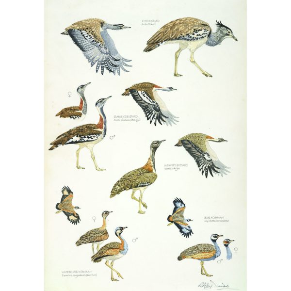 African Bustards, Plate no.1 (print)
