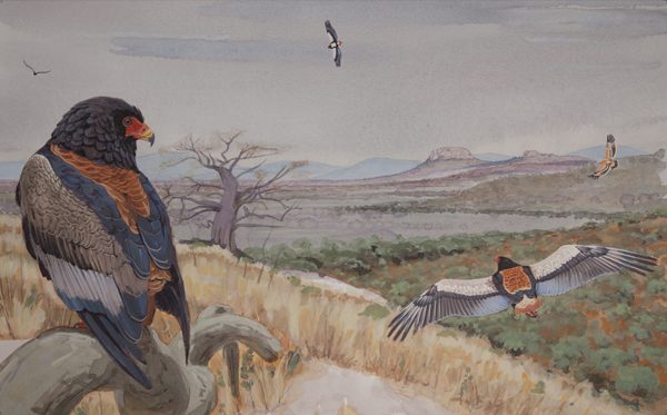 Bateleur, African raptors