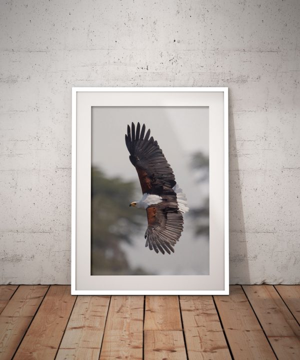 African Fish Eagle - Image 3