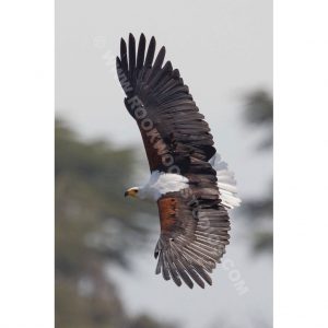 African Fish Eagle