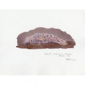 Grey Seal
