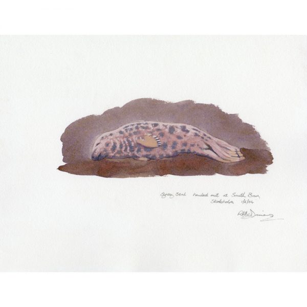 Grey Seal