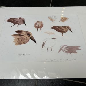 Hammerkop