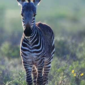 baby mountain zebra