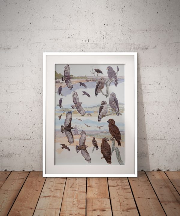 Brown, Southern & Western Banded Snake Eagles, African raptors plate no. 13 - Image 3