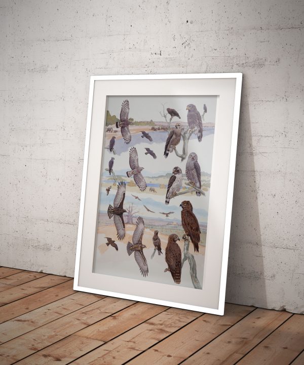 Brown, Southern & Western Banded Snake Eagles, African raptors plate no. 13 - Image 2
