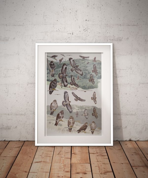 Mountain and Forest Buzzards, African raptors plate no. 30 - Image 2