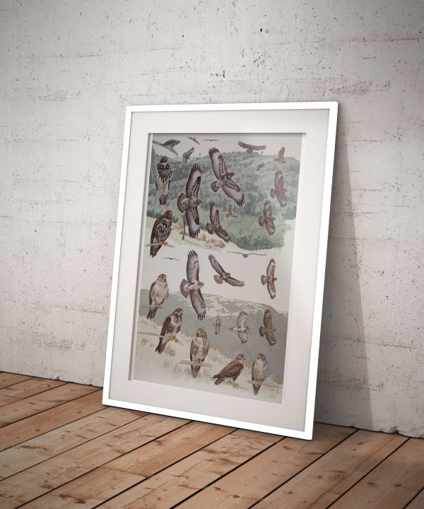 Mountain and Forest Buzzards, African raptors plate no. 30 - Image 3