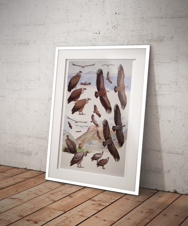 Griffon and Ruppell's Vultures, African raptors plate no. 9 - Image 2