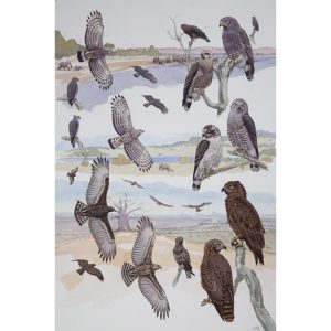 Brown, Southern & Western Banded Snake Eagles, African raptors plate no. 13