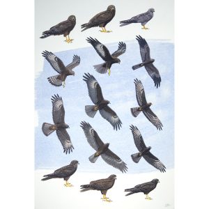 dark morph harriers