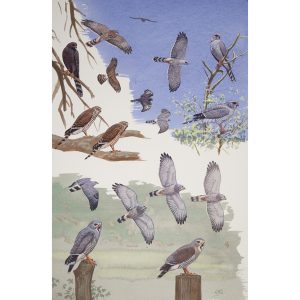 Gabar Goshawk, Lizard Buzzard