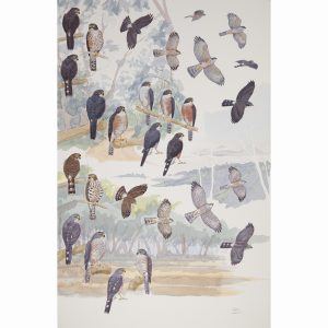 Red-thighed Sparrowhawk, Little Sparrowhawk