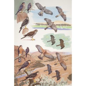 Eurasian Sparrowhawk, Red-breasted Sparrowhawk