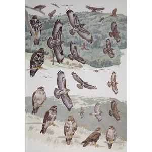 Mountain Buzzard, Forest Buzzard