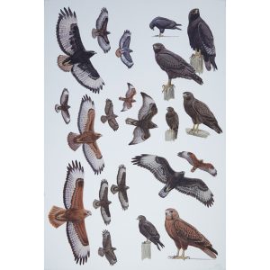 Augur Buzzard, Steppe Buzzard, Long-legged Buzzard, dark morph buzzard, rufous buzzard