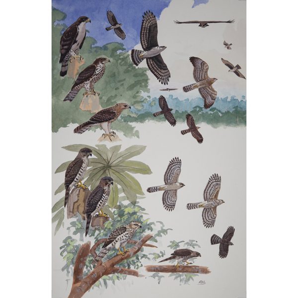Cassin's Hawk Eagle, Congo Serpent Eagle