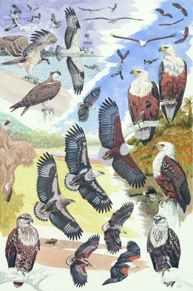 African Fish Eagle, Osprey