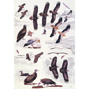 Egyptian Vulture, Hooded Vulture