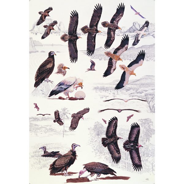 Egyptian Vulture, Hooded Vulture