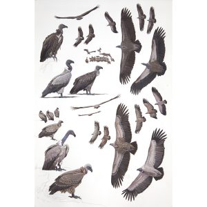 White-backed Vulture, Cape Vulture