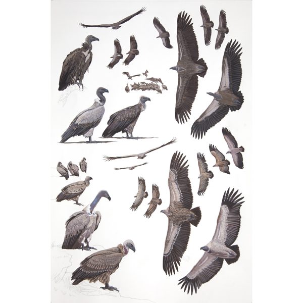 White-backed Vulture, Cape Vulture