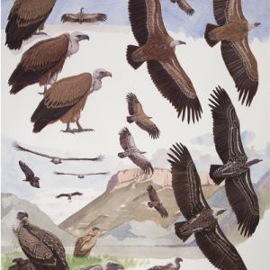 Griffon Vulture, Rueppell's Vulture
