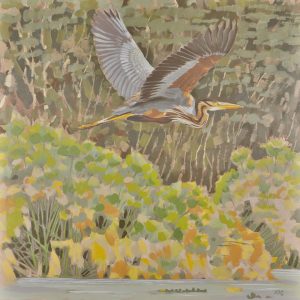 Purple heron,  Lake Naivasha, 2018