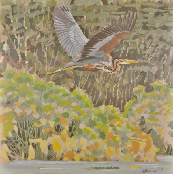 Purple heron,  Lake Naivasha, 2018