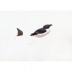 Razorbills, Skokholm