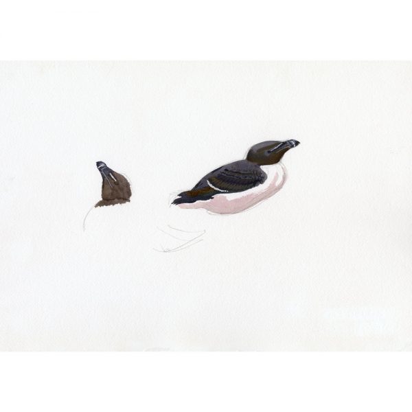 Razorbills, Skokholm