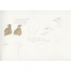 Greywing Francolin