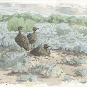 Karoo Korhaan Trio