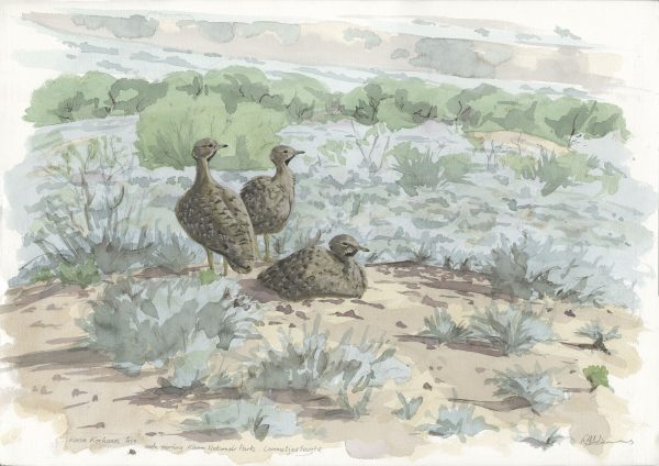 Karoo Korhaan Trio