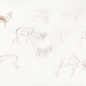Springbok Lines