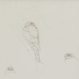 Red-breasted Sparrowhawk sketches