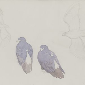 Verreaux Eagle Pair