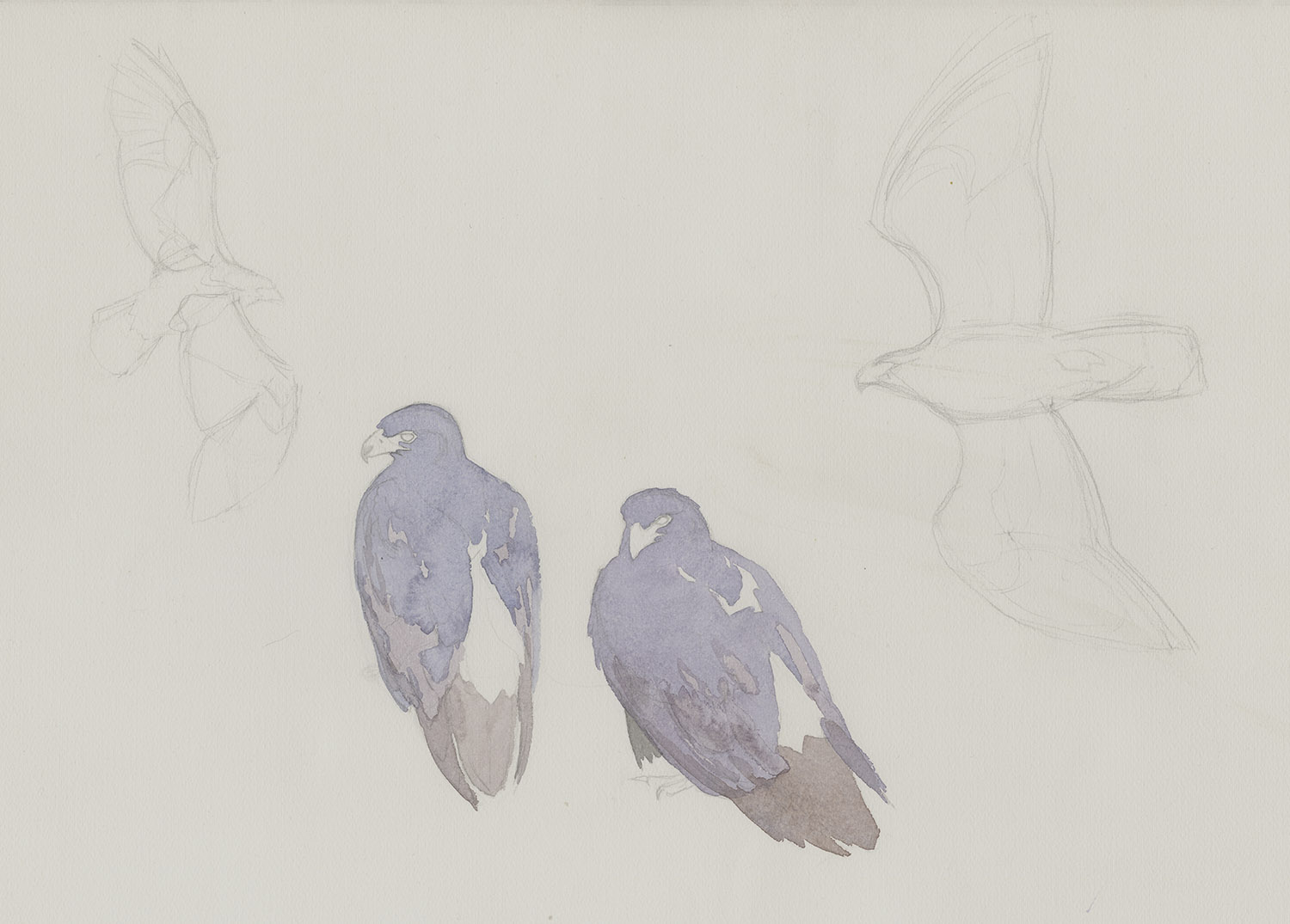 Verreaux Eagle Pair