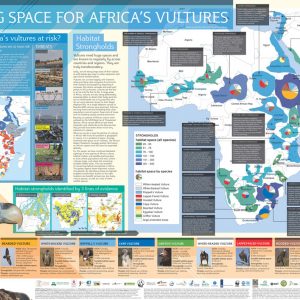 African Vulture Poster