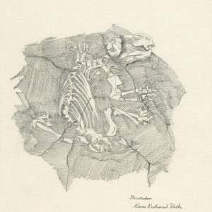 Diictodon Skeleton