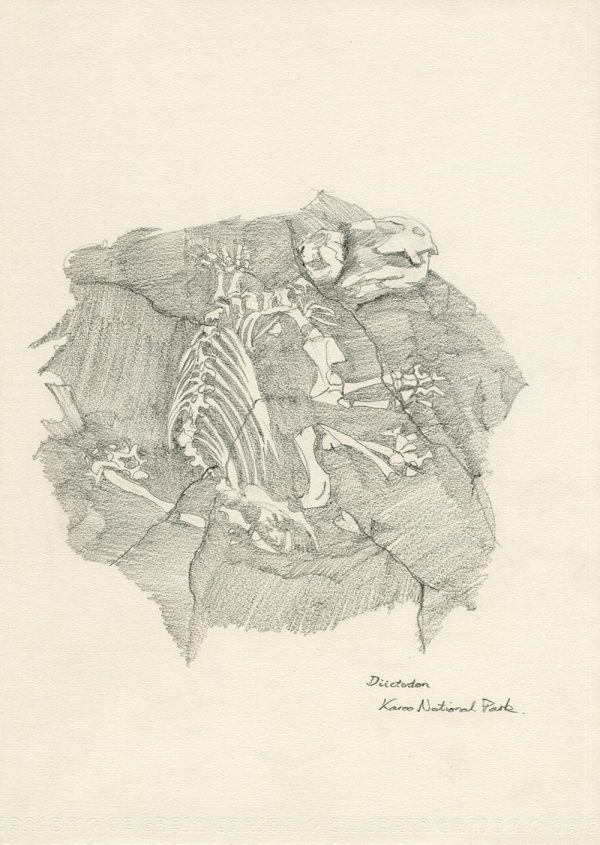 Diictodon Skeleton