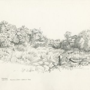 Wilgerboom, Wilger Rivier, Mountain Zebra National Park