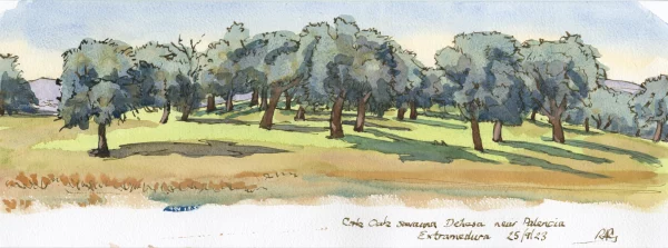 Cork Oaks near Plasencia