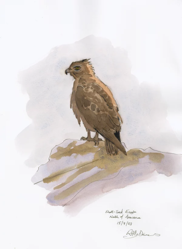 Short-toed Eagle