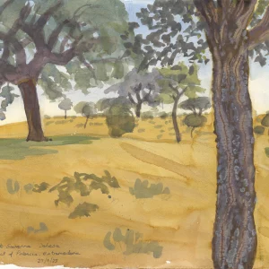 Cork Oaks
