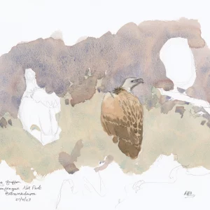 Absent vultures