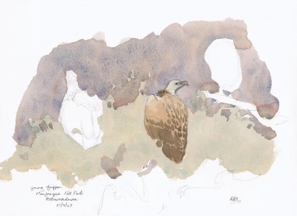 Absent vultures